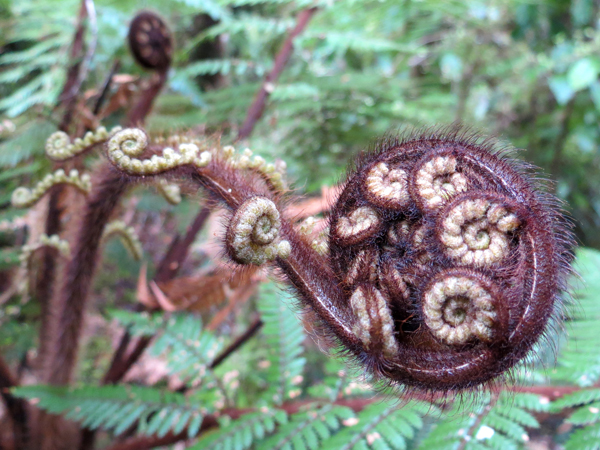 Koru image.